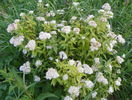 spiraea albiflora