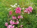 Heidetraum