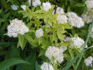 spiraea albiflora