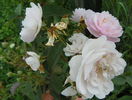 Rose Delacroix
