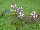 catalpa purpurea