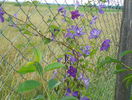 clematis Solina