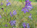 clematis Solina