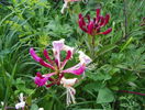 lonicera belgica
