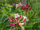 lonicera belgica
