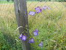 clematis Venosa Violacea