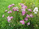 spiraea Crispa