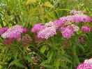 spiraea Crispa