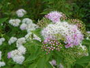spiraea Genpei