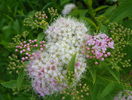 spiraea Genpei