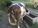 Mercuta bea apa