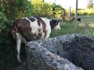 Mercuta