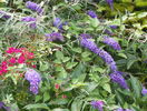 buddleja Empire Blue