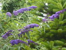 buddleja Empire Blue