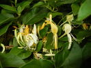 Lonicera japonica (2016, June 12)