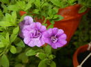 Calibrachoa Double Amethyst (16,Jun.17)