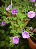 Calibrachoa Double Amethyst (16,Jun.20)