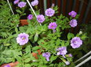 Calibrachoa Double Amethyst (16,Jun.20)