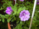 Calibrachoa Double Amethyst (16,Jun.20)