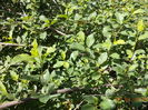 Crusinul verde-6sy