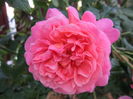 christopher marlowe