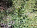 Palamida planta medicinala-7sd