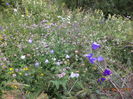 Flori de camp variate-2