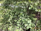 Arin verde frumos