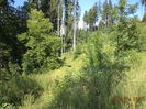 Arbori in soare