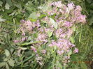 Tintaura planta medicinala-1