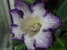 P7010008
