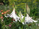 DSC08540