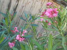 DSCN0563[1]