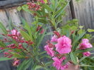 roseum plenum