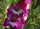 DSC08528