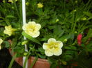 Calibrachoa Double Yellow (2016, Jun.20)