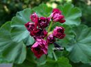 red rosebud