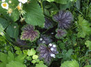 8 mai 2016 Heuchera Dale
