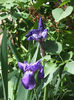 8 mai 2016 iris albastru