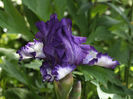 8 mai 2016 iris1