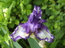 8 mai 2016 iris2
