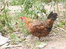 DSCF9176