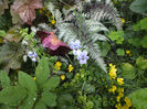 12 iunie 2016 panselute mici si Athyrium niponicum metallicum