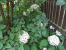 hydrangea arb. Annabelle