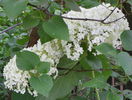 hydrangea arb. Annabelle