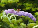 buddleja Empire Blue