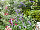 buddleja Empire Blue