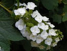 hydrangea quercifolia