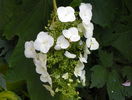 hydrangea quercifolia