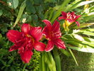 Double Firecracker